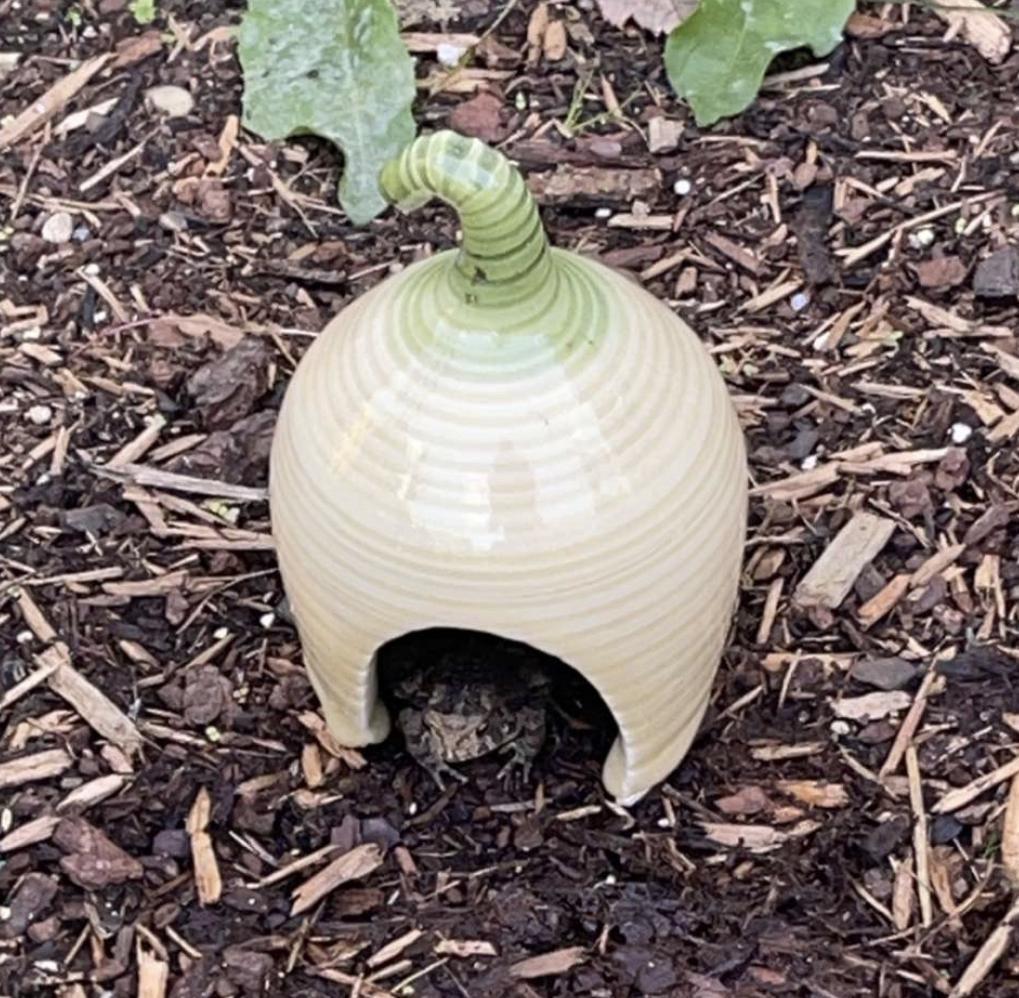 Yellow Squash Toad House