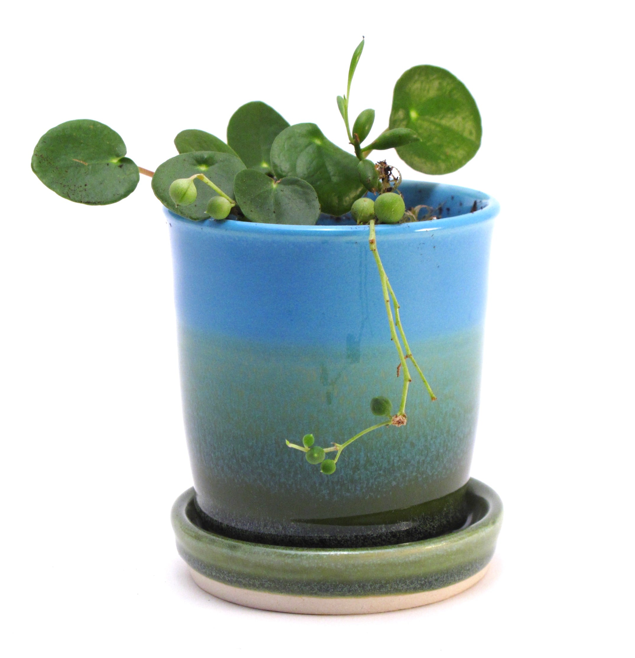 Blue and Green Starter Plant Pot 3.5"h x 3.25"w