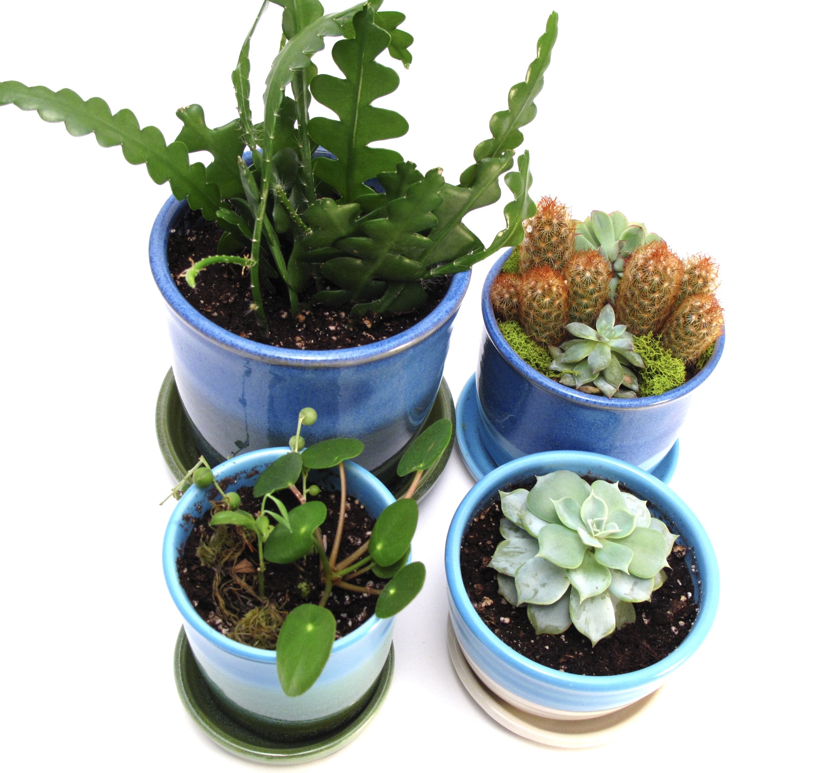 Raspberry and Stone Starter Plant Pot 3.5"h x 3.25"w