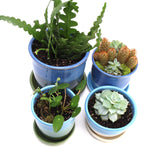 Raspberry and Stone Starter Plant Pot 3.5"h x 3.25"w