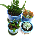 Green and Blue Small 2.5"h x 4"w Plant Pot